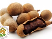 Cây giống me thái