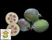Cây ổi dứa giống