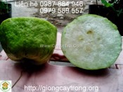 Cây giống ổi nữ hoàng