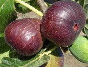 Cây giống sung Mỹ