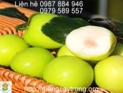 Cây giống táo Đài Loan