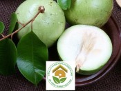 Giống Vú Sữa Lò Rèn