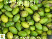 Giống Cây Trám Trắng