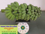 Cây giống chuối Thái