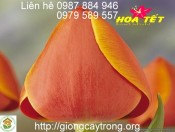 Củ Tulip giống Adrem