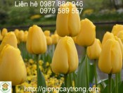 Củ tulip stronggold