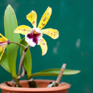 Cách Trồng Cây Lan Quân Tử