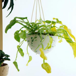 Cách Trồng Cây Trầu Bà Chậu Treo