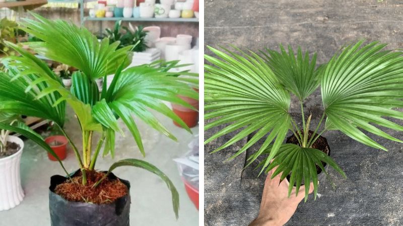 Cách trồng cây cọ ta