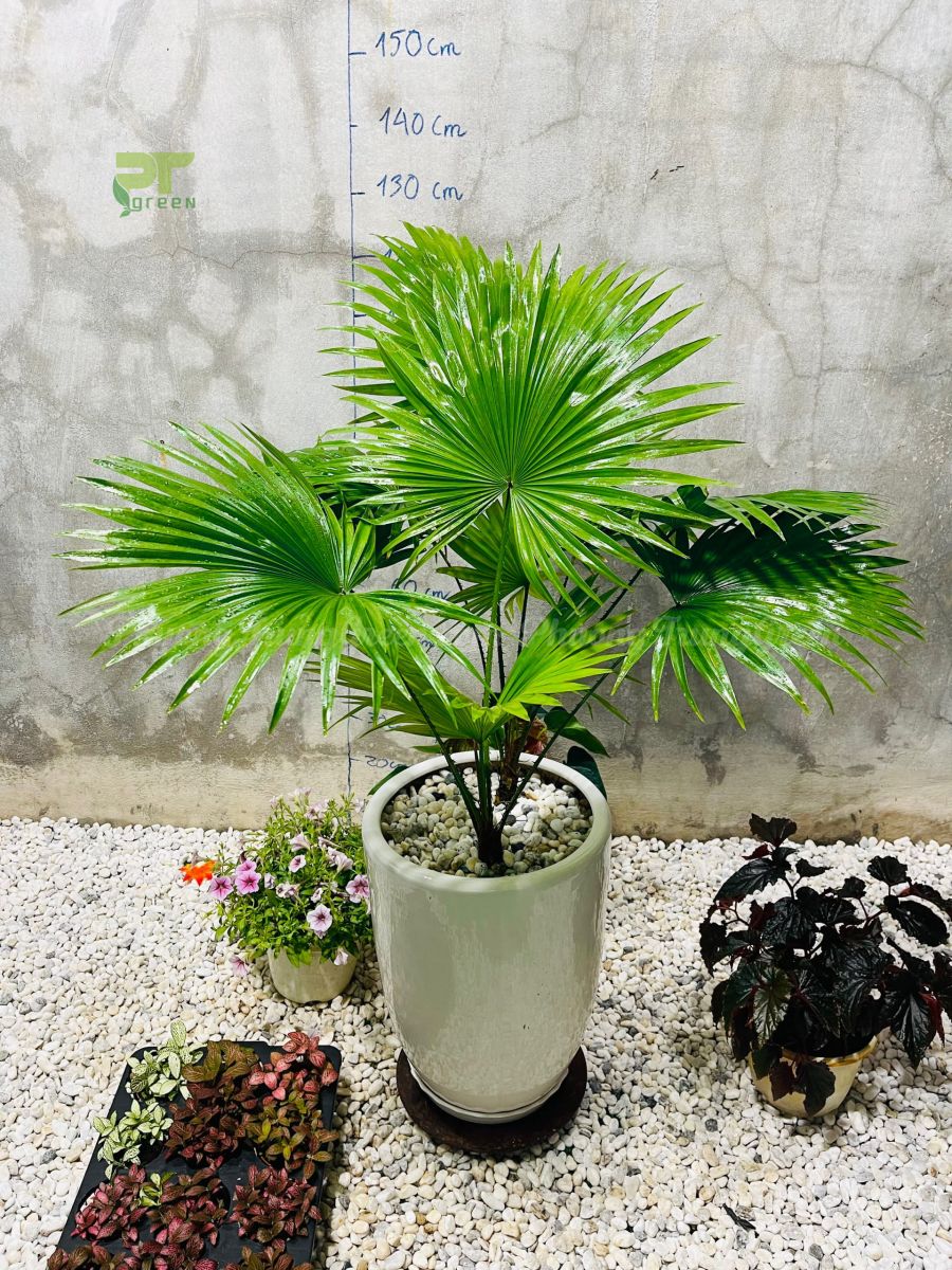 Cây cọ ta