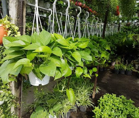 Trầu bà chậu treo