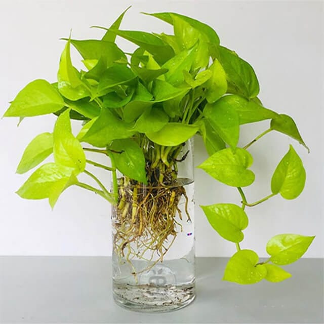 Cây trầu bà thủy sinh