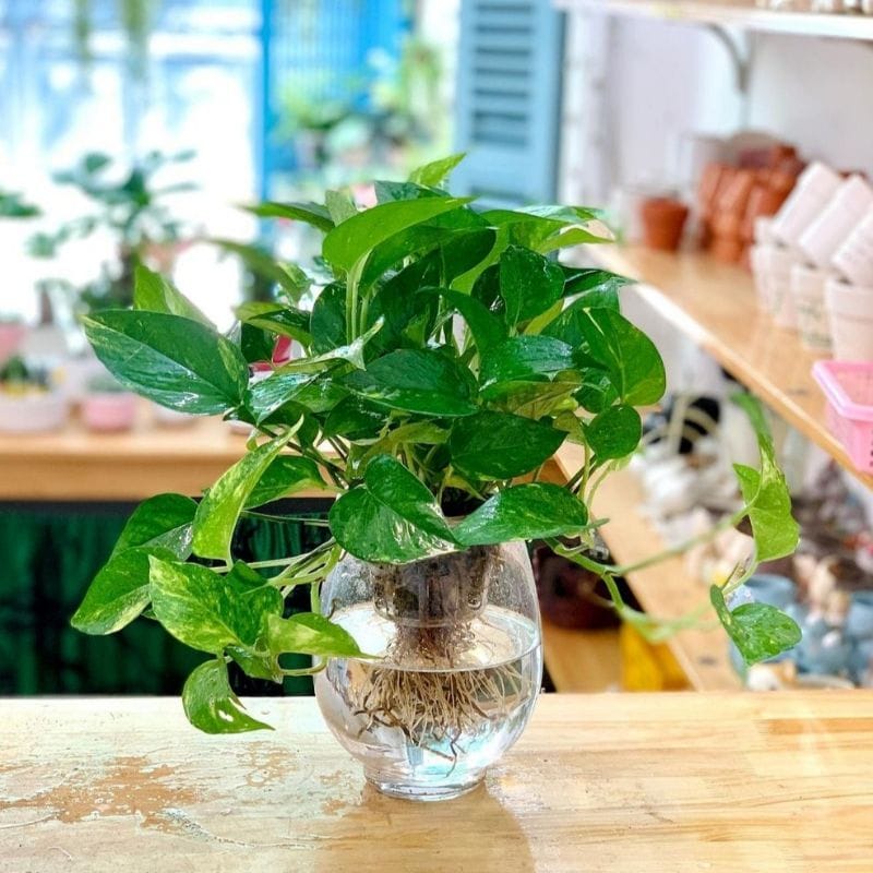 Cây trầu bà thủy sinh
